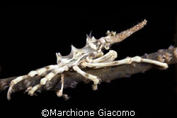 Skeleton crab: NikonF90x , lens 105 macro, two strobo
Mo... by Marchione Giacomo 